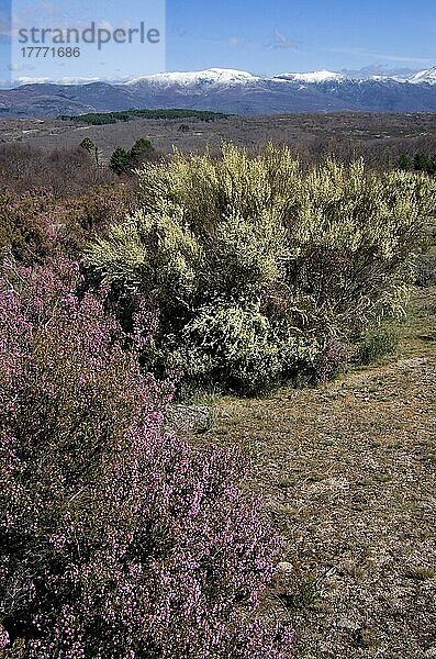 Besenheide und Vielblütiger Ginster mit aussicht auf der Sierra de Gredos