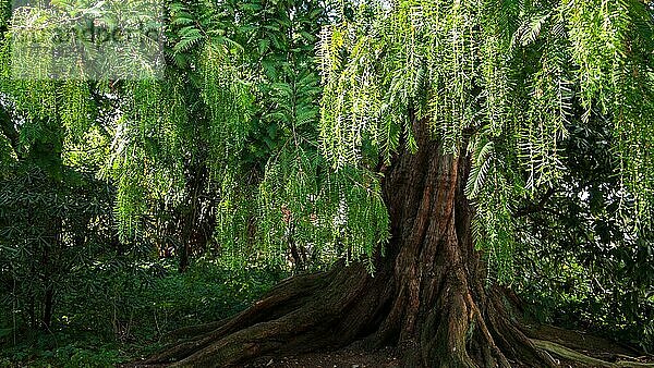 Urweltmammutbaum (Metasequoia glyptostroboides)