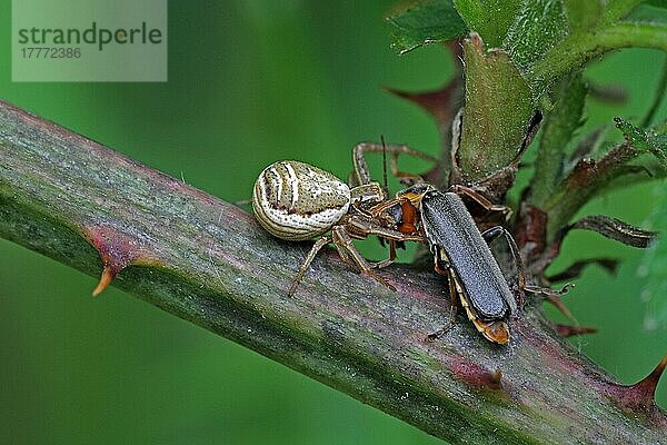 Krabbenspinne mit erbeutetem Weichkäfer  Cantharis nigricans