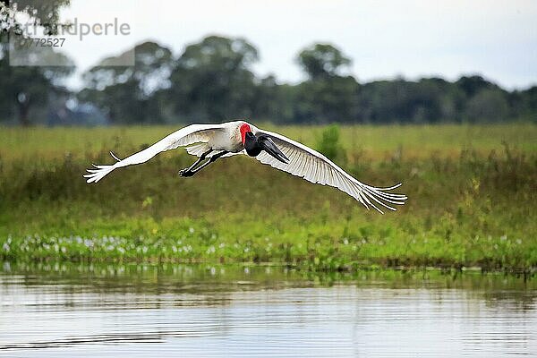 Jabiru (Jabiru mycteria)  erwachsen fliegend  Pantanal  Mato Grosso  Brasilien  Südamerika