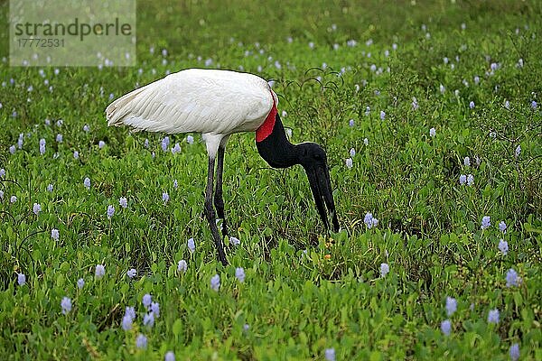 Jabiru (Jabiru mycteria)  erwachsen auf Wiese  Futtersuche  Jagd  Pantanal  Mato Grosso  Brasilien  Südamerika