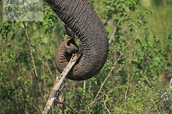 Sri Lankischer Elefant  Asiatischer Elefant (Elephas maximus maximus)  Rüssel  Udawalawe Nationalpark  Sri Lanka  Asien