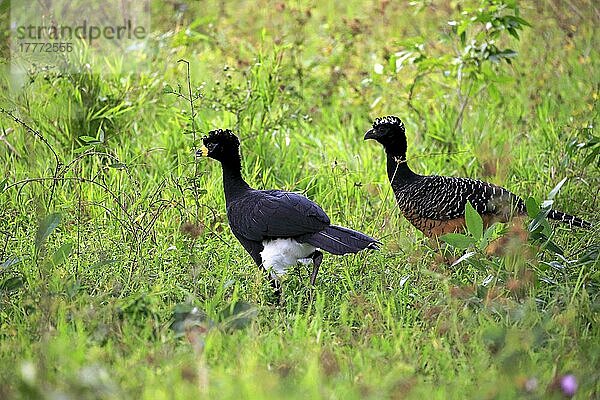 Nacktgesichtshokko (Crax fasciolata)  erwachsenes Paar  Pantanal  Mato Grosso  Brasilien  Südamerika