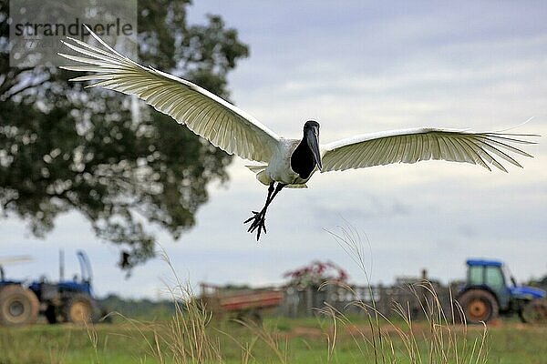 Jabiru (Jabiru mycteria)  erwachsen fliegend  Pantanal  Mato Grosso  Brasilien  Südamerika