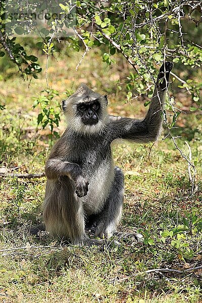 Südlicher Hanumann Langur  adult männlich Nahrungssuche  Yala Nationalpark (Semnopithecus priam)  Sri Lanka  Asien
