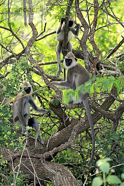 Südlicher Hanumann Langur  subadult auf Baum  halberwachsenes Jungtier  Yala Nationalpark (Semnopithecus priam)  Sri Lanka  Asien