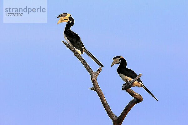 Malabarhornvogel (Anthracoceros coronatus)  Paar auf Warte  Yala Nationalpark  Sri Lanka  Asien