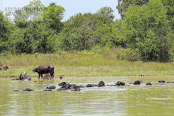Wasserbüffel  Gruppe im Wasser badend  Udawalawe Nationalpark (Bubalis bubalis)  Sri Lanka  Asien