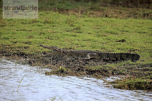 Leistenkrokodil (Crocodylus porosus)  adult an Land  Bundala Nationalpark  Sri Lanka  Asien