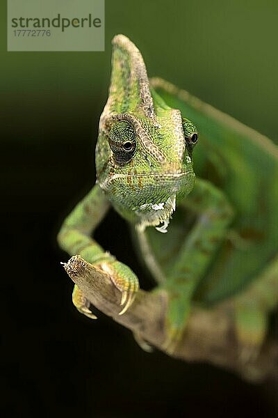 Schleierchamäleon (Chamaeleo calyptratus)  erwachsenes Männchen  Arabische Halbinsel