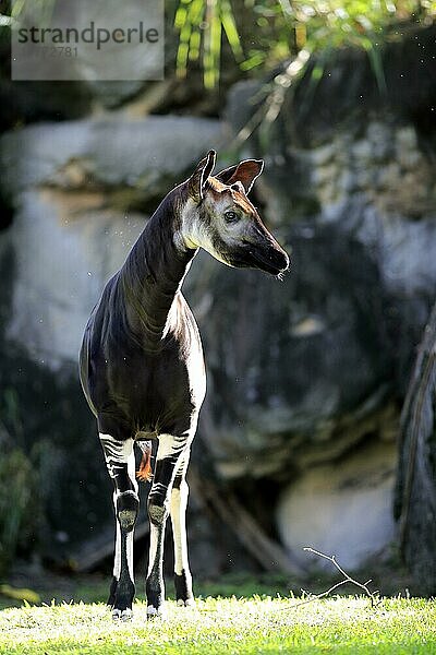 Okapi (Okapia johnstoni)  erwachsen