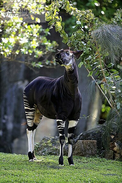 Okapi (Okapia johnstoni)  Erwachsener bei der Fütterung