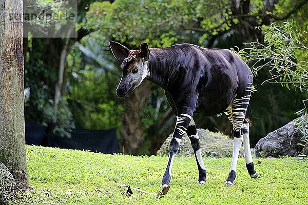 Okapi (Okapia johnstoni)  erwachsen