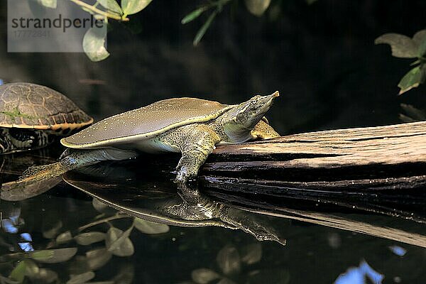 Stachelige Weichschildkröte (Apalone spinifera)  erwachsen  Nordamerika