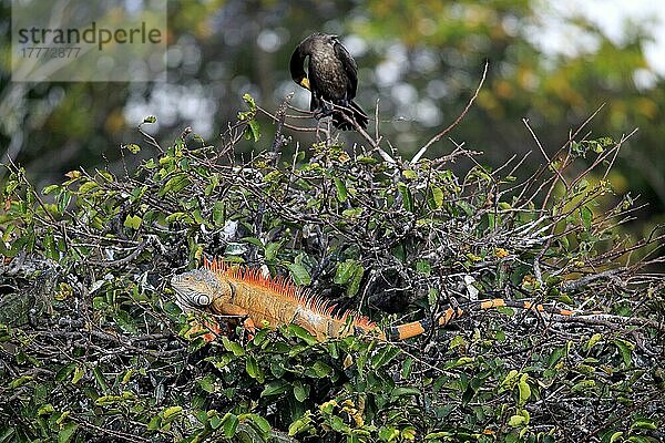Gewöhnlicher Leguan (Iguana iguana)  ausgewachsen auf Baum rötlich gefärbt  Wakodahatchee Wetlands  Delray Beach  Florida  USA  Nordamerika
