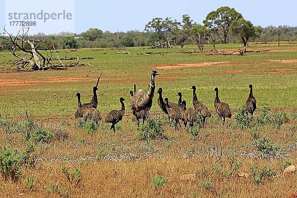Emu (Dromaius novaehollandiae)  adult mit Jungtieren  Sturt Nationalpark  New South Wales  Australien  Ozeanien