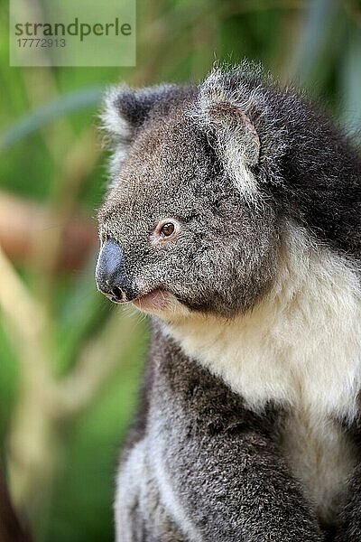 Koala (Phascolarctos cinereus)  erwachsenes Porträt  Kangaroo Island  Südaustralien  Australien  Ozeanien