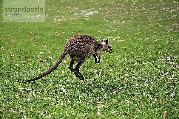 Agiles Wallaby  erwachsen  springend  Cuddly Creek  Südaustralien (Macropus agilis)  Australien  Ozeanien