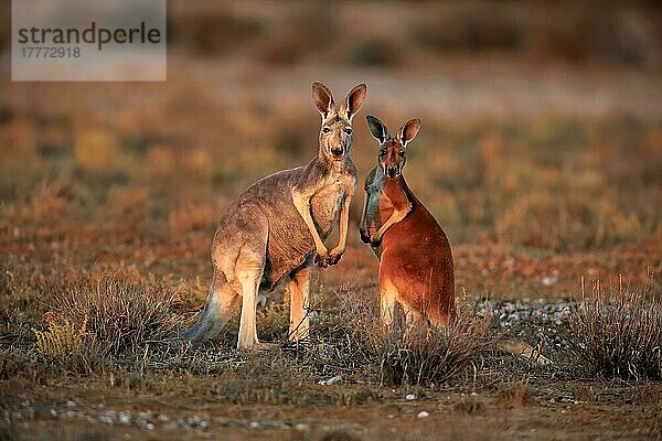 Rotes Riesenkänguru (Macropus rufus)  weiblich mit halberwachsenem Jungtier  Sturt Nationalpark  New South Wales  Australien  Ozeanien