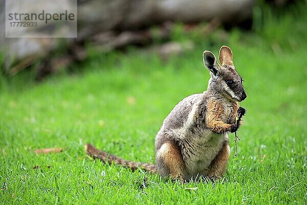 Gelbfuß-Felswallaby  erwachsen  Südaustralien (Petrogale xanthopus)  Australien  Ozeanien