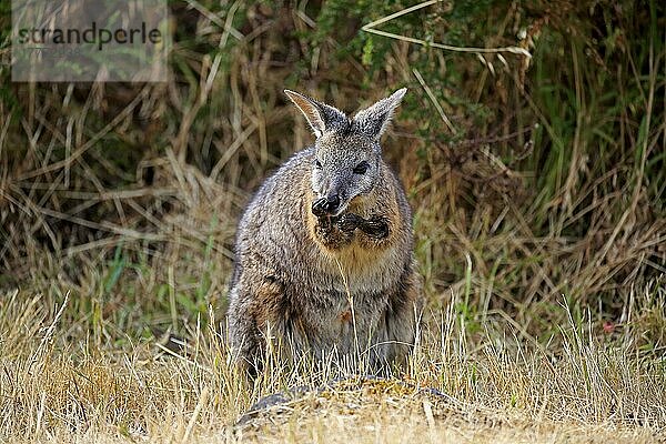 Tammar Wallaby  Dama-Wallaby (Macropus eugenii)  erwachsen  Kangaroo Island  Südaustralien  Australien  Ozeanien