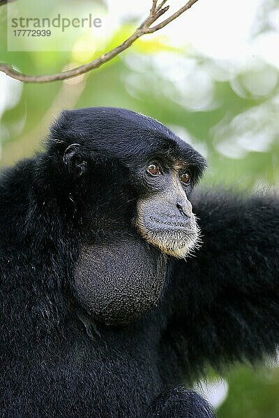 Siamang (Symphalangus syndactylus)  Portrait eines erwachsenen Tieres  Südostasien