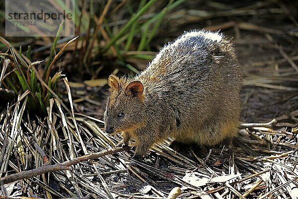 Quokka (Setonix brachyurus)  erwachsen  Australien  Ozeanien