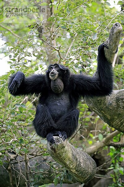 Siamang (Symphalangus syndactylus)  erwachsener Ruf  Südostasien