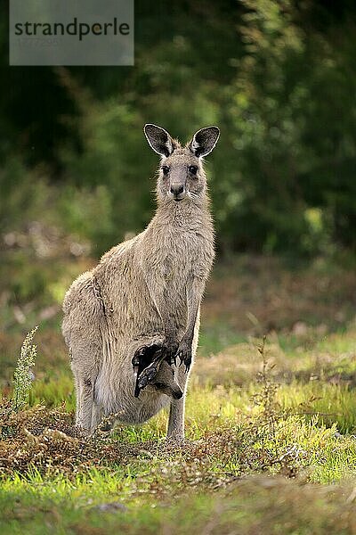 Östliches Graues Riesenkänguru (Macropus giganteus)  adult weiblich mit Jungtier schaut aus Beutel  Merry Beach  Murramarang Nationalpark  New South Wales  Australien  Ozeanien