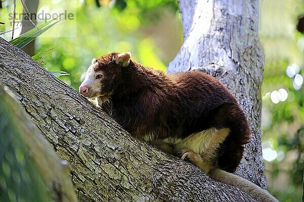 Matschie's Baumkänguru (Dendrolagus matschiei)  erwachsen auf einem Baum ruhend  Neuguinea