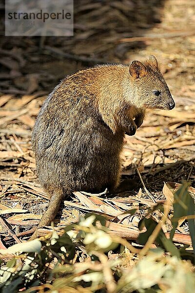 Quokka (Setonix brachyurus)  erwachsen  Australien  Ozeanien