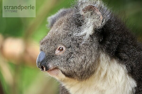 Koala (Phascolarctos cinereus)  erwachsenes Porträt  Kangaroo Island  Südaustralien  Australien  Ozeanien