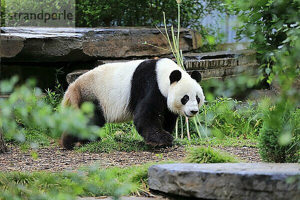 Großer Panda (Ailuropoda melanoleuca)  erwachsen  gehend  Adelaide  Südaustralien  Australien  Ozeanien