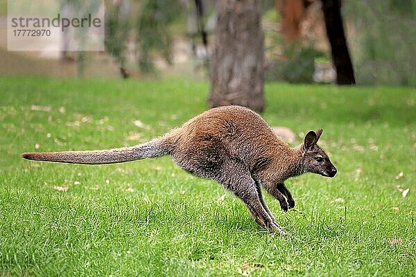 Bennett Wallaby (Macropus rufogriseus)  erwachsen  springend  Cuddly Creek  Südaustralien  Australien  Ozeanien