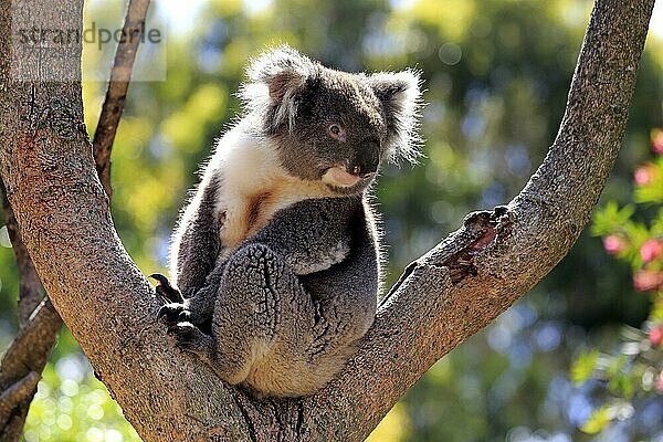 Koala (Phascolarctos cinereus)  erwachsen auf Baum  Kangaroo Island  Südaustralien  Australien  Ozeanien