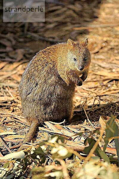 Quokka (Setonix brachyurus)  erwachsen  Australien  Ozeanien