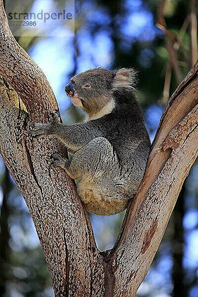 Koala (Phascolarctos cinereus)  erwachsen auf Baum  Kangaroo Island  Südaustralien  Australien  Ozeanien