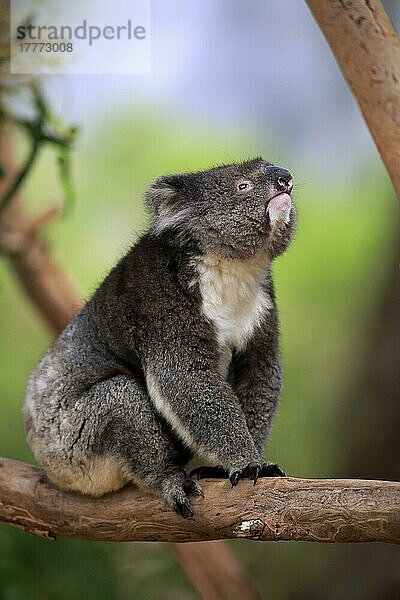 Koala (Phascolarctos cinereus)  erwachsen auf Baum  Kangaroo Island  Südaustralien  Australien  Ozeanien