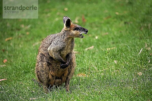 Agiles Wallaby  erwachsen  Fütterung  Cuddly Creek  Südaustralien (Macropus agilis)  Australien  Ozeanien