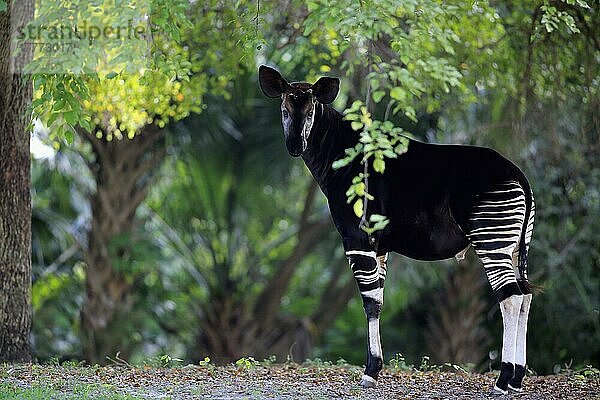 Okapi (Okapia johnstoni)  erwachsen