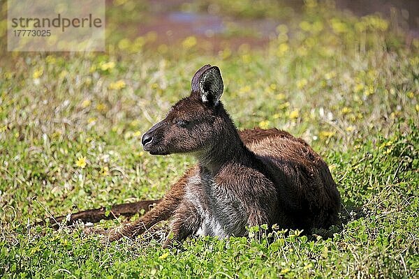 Känguru auf der Känguru-Insel  erwachsen  ruhend  Känguru-Insel  Südaustralien (Macropus fuliginosus fuliginosus)  Australien  Ozeanien