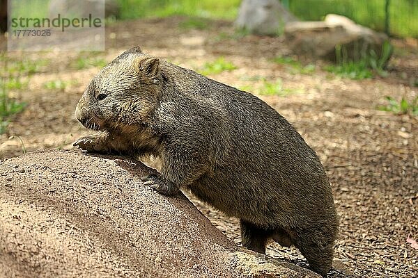 Gewöhnlicher Wombat (Vombatus ursinus)  erwachsen  Mount Lofty  Südaustralien  Australien  Ozeanien