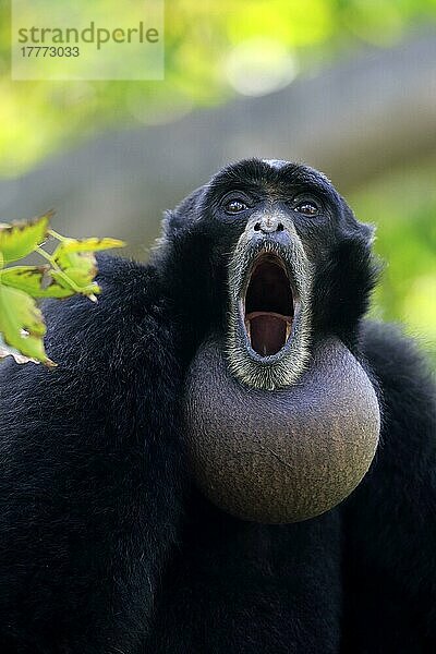 Siamang (Symphalangus syndactylus)  Portrait eines erwachsenen Tieres  Südostasien