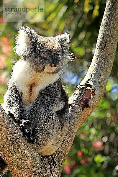 Koala (Phascolarctos cinereus)  erwachsen auf Baum  Kangaroo Island  Südaustralien  Australien  Ozeanien