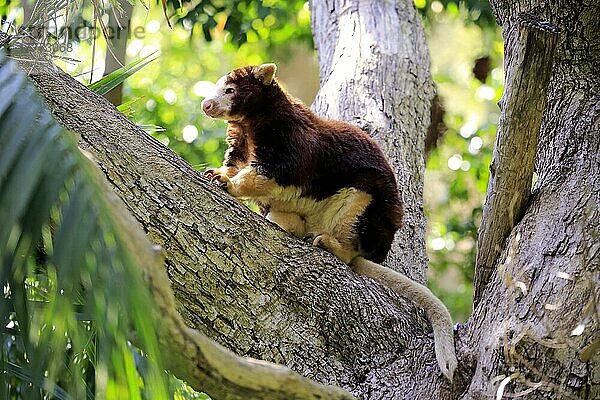 Matschie's Baumkänguru (Dendrolagus matschiei)  erwachsen auf einem Baum ruhend  Neuguinea