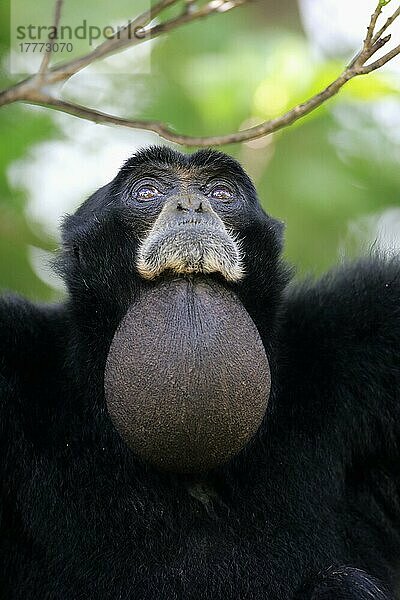 Siamang (Symphalangus syndactylus)  Portrait eines erwachsenen Tieres  Südostasien