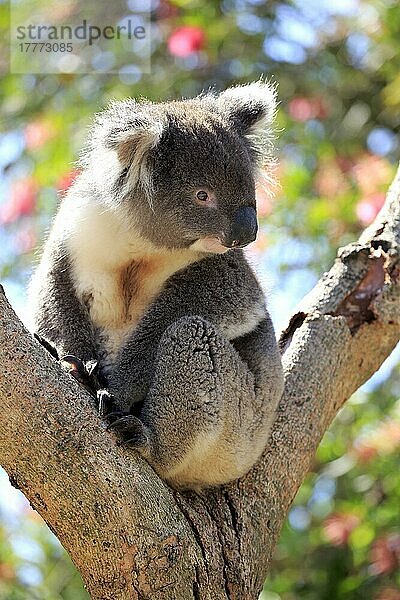 Koala (Phascolarctos cinereus)  erwachsen auf Baum  Kangaroo Island  Südaustralien  Australien  Ozeanien