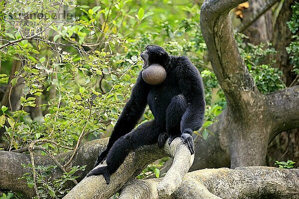 Siamang (Symphalangus syndactylus)  erwachsener Ruf  Südostasien