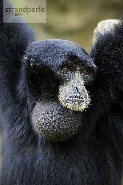 Siamang (Symphalangus syndactylus)  Portrait eines erwachsenen Tieres  Südostasien