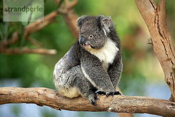 Koala (Phascolarctos cinereus)  erwachsen auf Baum  Kangaroo Island  Südaustralien  Australien  Ozeanien